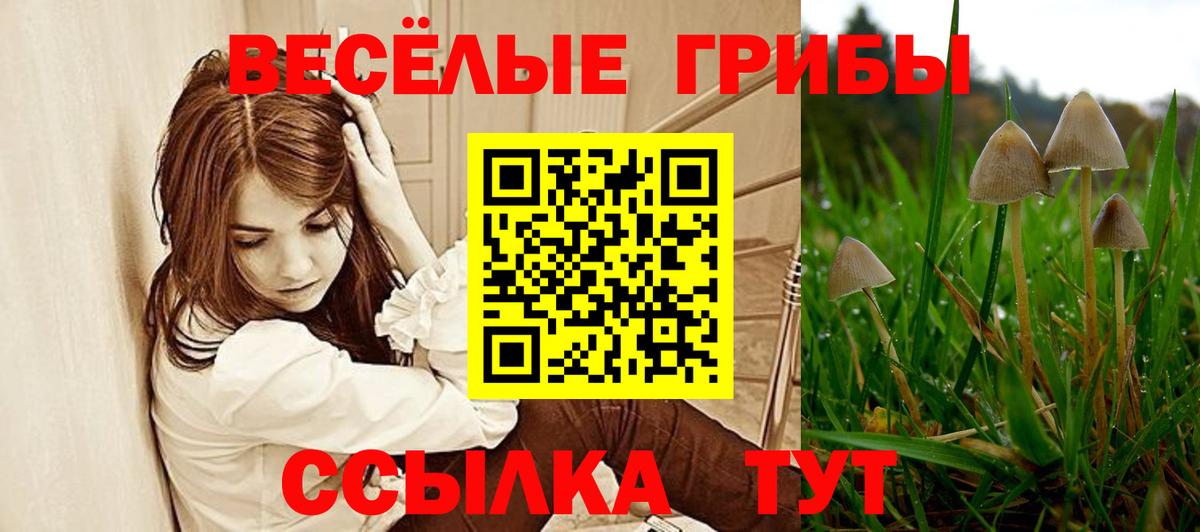 Галлюциногенные грибы мицелий  купить наркотик  Галлюциногенные грибы Psilocybine cubensis  Шелехов  Вход с VPN 